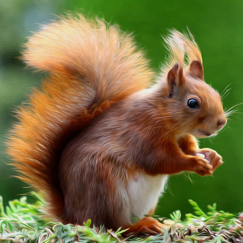 Image of Diamond painting of a cute, fluffy red squirrel holding a nut in its paws.