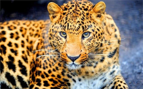 Image of diamond painting of a leopard