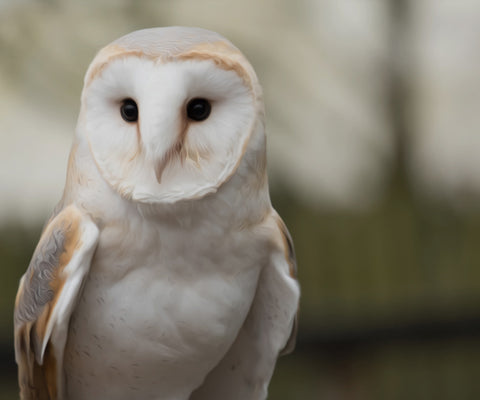 Image of Diamond painting of a majestic snowy owl