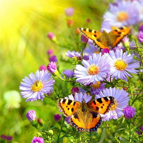 Image of Diamond painting of butterflies on a field of daisy flowers