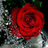 Diamond painting of an elegant red rose