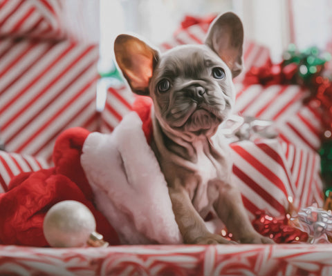 Image of A cute French Bulldog puppy wearing a Santa hat, surrounded by Christmas presents.
