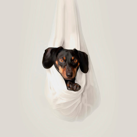 Image of Playful Dachshund puppy nestled in a white cloth hammock, looking curious and adorable.