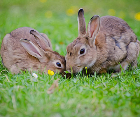 Image of diamond painting of two rabbits eating grass