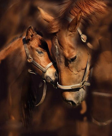 Image of Diamond art depicting a loving bond between a mother horse and her foal.