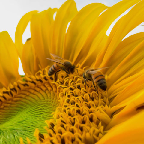 Image of Diamond Painting of a Close-up of a Sunflower with Bees Collecting Pollen