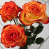Diamond painting of vibrant orange roses