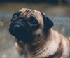 Amused pug with a big smile and wide eyes