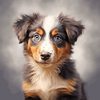 Diamond Painting of Aussie Shepherd Puppy