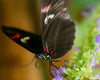 Diamond painting of a black butterfly with red and white markings, feeding on a purple flower.