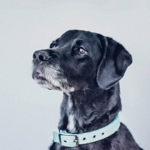 Image of Diamond painting of a black Labrador Retriever, looking up with a curious expression, wearing a light blue collar.