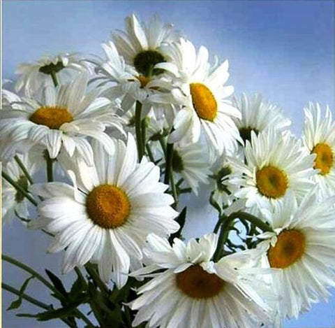 Image of Diamond painting of a bouquet of beautiful white daisies with bright yellow centers, blooming against a blue sky.