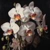 Diamond painting of a cluster of elegant white orchids with orange and yellow centers, blooming against a dark background.