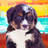 Blue eyed puppy portrait