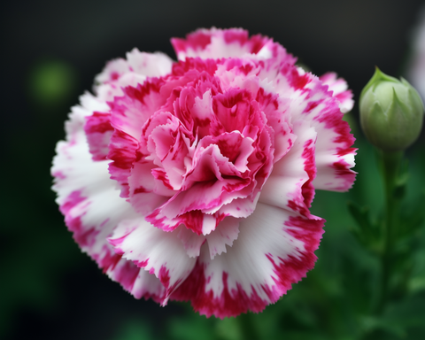 Image of Bright and Beautiful Carnation Blossom - DIY Diamond Painting