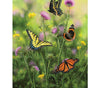 Three butterflies, including a monarch, an eastern tiger swallowtail, and a red admiral, perched on purple thistle flowers in a field.