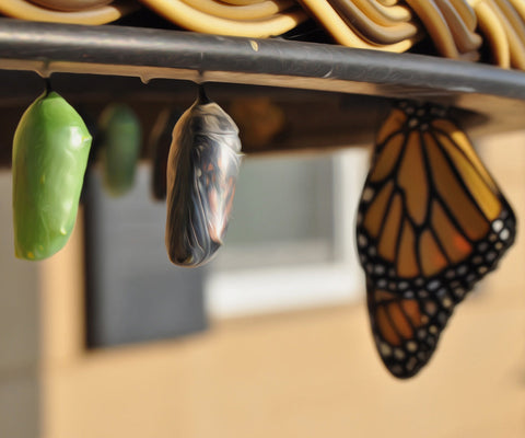 Image of A colorful diamond painting showcasing a butterfly and its cocoons in various stages of development.