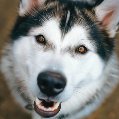 Image of Diamond painting of a husky dog's face, close-up