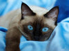 Diamond painting of a beautiful Siamese cat with striking blue eyes, resting on a blue blanket.