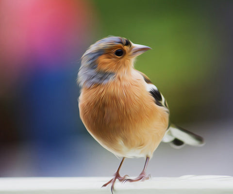 Image of Eurasian Chaffinch Baby Bird Diamond Painting