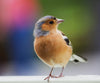 Eurasian Chaffinch Baby Bird Diamond Painting