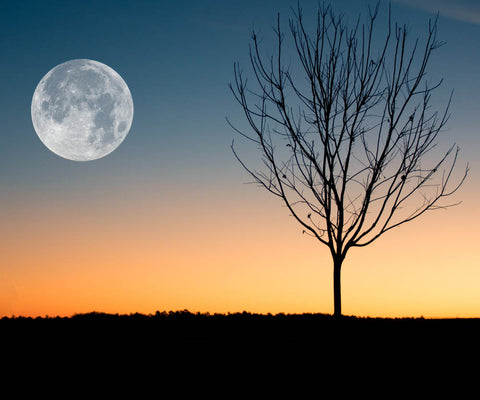 Image of Diamond painting of a full moon rising over a bare tree