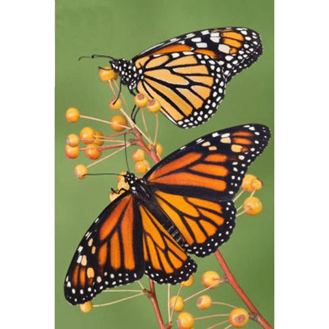 Image of Two monarch butterflies feeding on berries with a green background.