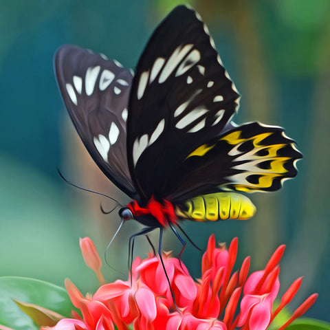 Image of A diamond painting of a beautiful butterfly with black, yellow, and white wings, perched on a red flower.