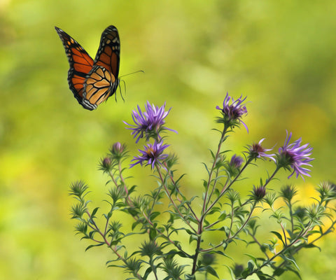 Image of A diamond painting of a monarch butterfly flying over a cluster of purple daisies.