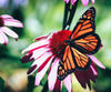 A diamond painting of a monarch butterfly perched on a vibrant pink daisy.