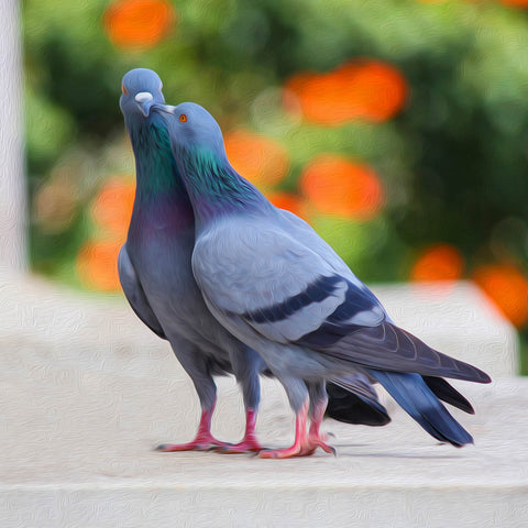 Image of Diamond Painting of Two Pigeons Kissing