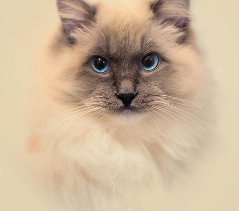 Image of Diamond painting kit featuring a fluffy Siamese cat with bright blue eyes looking curiously at the viewer.