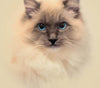 Diamond painting kit featuring a fluffy Siamese cat with bright blue eyes looking curiously at the viewer.