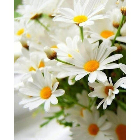 Image of Bouquet of white daisies with yellow centers in a clear glass vase.