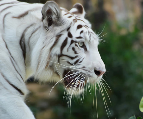 Image of White Tiger on the Hunt diamond painting