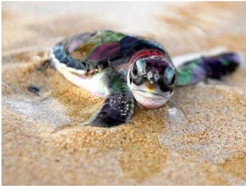 Image of Little Turtle - DIY Diamond Painting