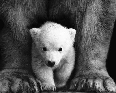 Diamond painting of a baby polar bear