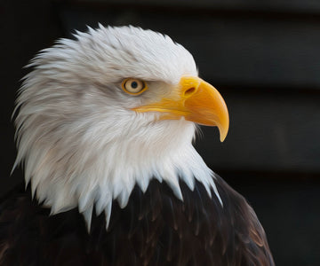 Diamond Painting of a Bald Eagle with a Sharp Gaze and Yellow Beak