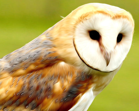Image of Diamond painting of a barn owl with a black beak and white heart-shaped face