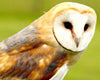 Diamond painting of a barn owl with a black beak and white heart-shaped face