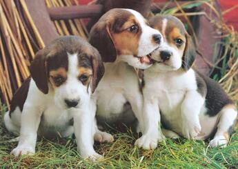 Image of Diamond painting of three beagle puppies playing in the grass.