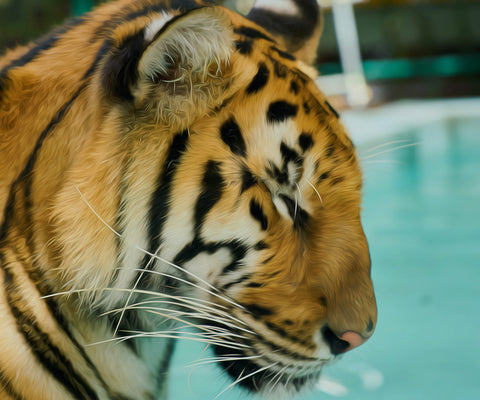 Image of Diamond painting of a Bengal tiger with a peaceful expression, partially submerged in water.