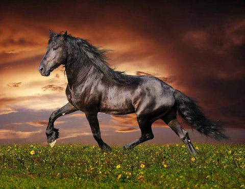 Image of Diamond painting of a black stallion running wild through a field of colorful wildflowers, a symbol of freedom and untamed beauty.