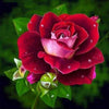 Diamond painting of a vibrant red rose.