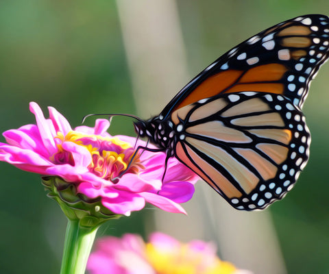 Image of Diamond painting of a monarch butterfly on a zinnia flower