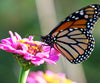 Diamond painting of a monarch butterfly on a zinnia flower