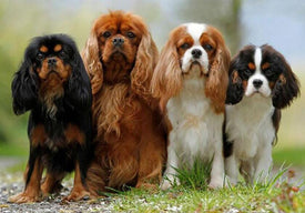 Diamond painting of playful Cavalier King Charles Spaniels in a charming pose. 