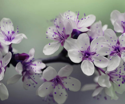 Image of A diamond painting of delicate white cherry blossoms with purple centers.