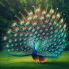 stunning diamond painting of a peacock displaying its beautiful tail feathers