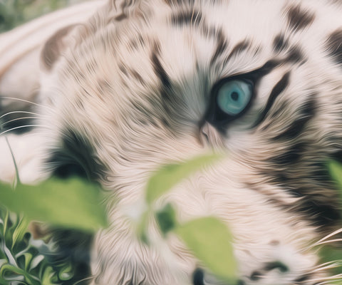 Image of Close Up of a White Tiger with Blue Eyes Diamond Painting